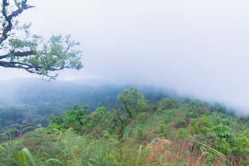 Obraz na płótnie Canvas heavy fog, cloud and mist in tropical rainforest in mon jong doi at Chaing mai, Thailand