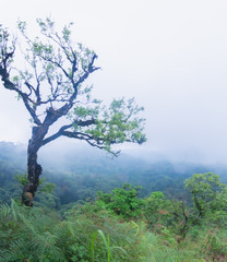 Obraz premium heavy fog, cloud and mist in tropical rainforest in mon jong doi at Chaing mai, Thailand