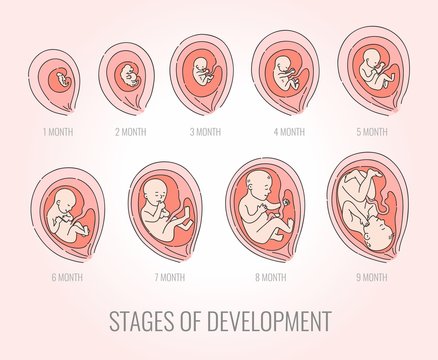 Embryo month stages of development vector illustration set isolated on pink background. Process of human fetal growth in hand drawn style for pregnancy and mother and baby healthcare infographic.
