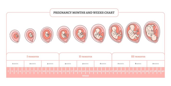 Pregnancy month, weeks and trimesters chart with stages of embryo development - infographic of process of human fetal growth in vector illustration isolated on white background.