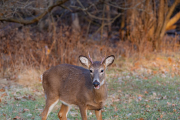 Young deer in the forest at autumn