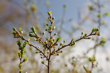 Spring has come, the first green. Nature wakes up. Dissolve the first leaves on the branches. Green house on the windowsill. Warm days. The branches of a maple in the circle. Kidney trees disclosed.