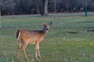 Fallow deer on the grass