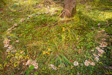 Mushroom ring around a tree trunk