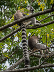 Ring Tailed Lemur