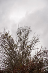 The crown of bare and leafless branches of trees set against ominous gray cloudy sky in winter.