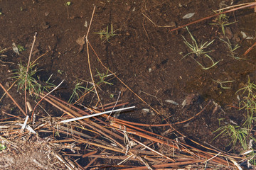 ecosystem underwater pond, landscape underwater photo diving in fresh water, green world algae and fish in river depth
