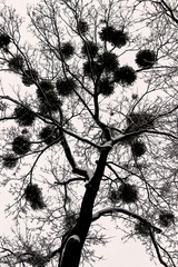 Mistletoe on a winter tree, snow on the branches