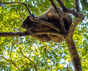 Common Brown Lemur