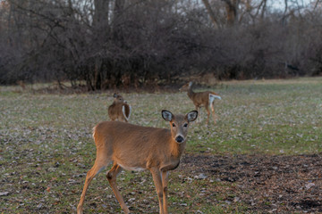 Young deer in field