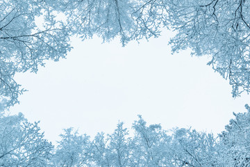 Naklejka premium A winter winter background with real branches of treetops in the snow and a sky in the middle. Copyspace for text. Happy new year and merry christmas background..