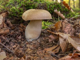 Boletus reticulatus