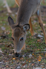 Fallow deer in the park