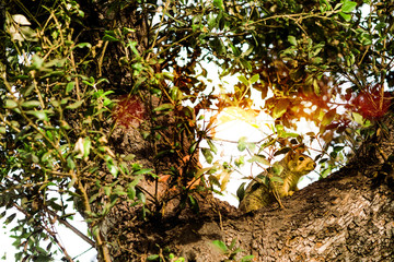 écureuil dans un arbre