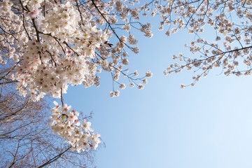 桜　満開