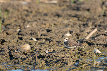 Halkalı küçük cılıbıt » Little Ringed Plover » Charadrius dubius