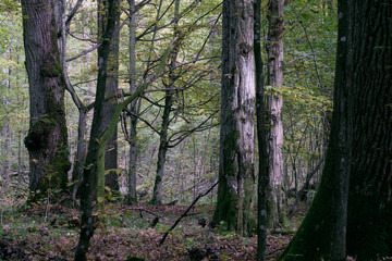 Deciduous stand with hornbeams and oaks