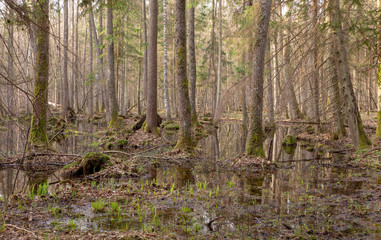 Springtime wet mixed forest with standing water