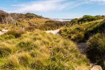 Wunderschönes Tasmanien - Grüne Landschaft an der Cradle Coast