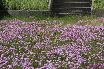 Bunte Blumenwiese im Zentrum Skagens im Norden Dänemarks