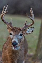 Portrait of deer with horns