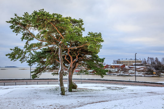Snow covered tree in Brunnsparken, Helskinki