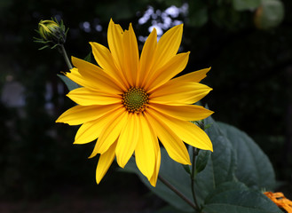 Growing yellow Helianthus Tuberosus Flower head against it's natural foliage background, also known as: Jerusalem artichoke, sunchoke, earth apple and topinambour. Food source.