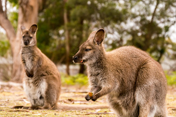 Zwei Kängurus auf Tasmanien