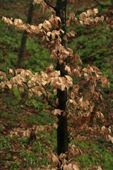 Dried tree leaf