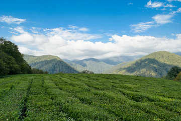 High-altitude tea plantation on a summer day