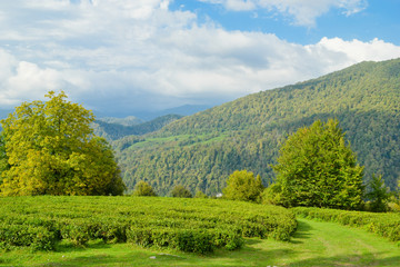 High-altitude tea plantation on a summer day