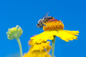 Bee collecting pollen on a yellow flower