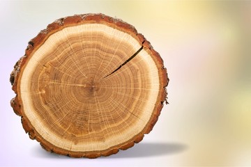 Wood round slice, isolated