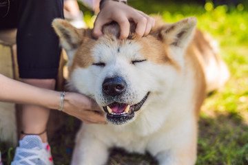 Japanese dog Akita inu portrait with young woman outdoors - obrazy, fototapety, plakaty