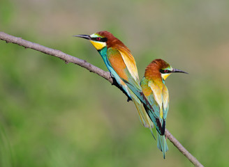 European Bee-eater