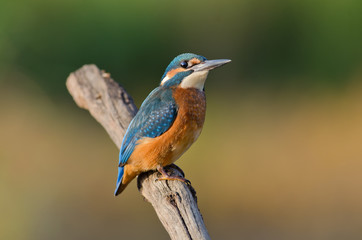 Common Kingfisher