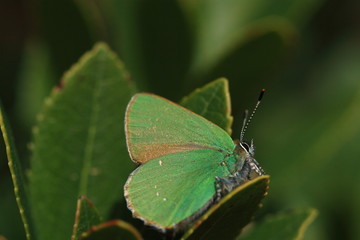 butterfly on leaf