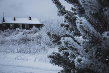 beautiful snow covered trees on a frosty winter day
