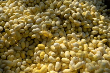 silkworm cocoon