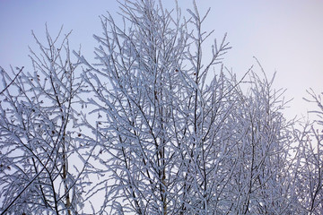 Beautiful winter landscape. Frozen trees in a cold forest in winter against the sky. Christmas...