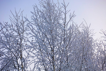 Beautiful winter landscape. Frozen trees in a cold forest in winter against the sky. Christmas background