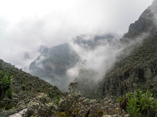 Clouds in Rwenzori Rain Forest