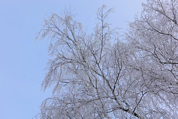 Beautiful winter landscape. Frozen trees in a cold forest in winter against the sky. Christmas background