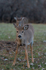 Young deer in the forest
