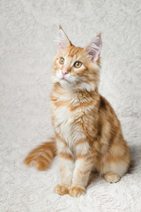 Fototapeta premium рыжий кот мейн-кун сидит на диване