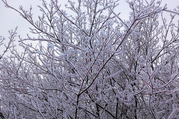 Beautiful winter landscape. Frozen trees in a cold forest in winter against the sky. Christmas background