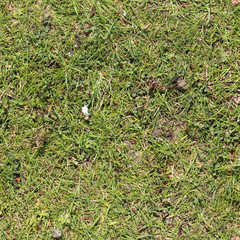 Seamless texture of fresh green grass