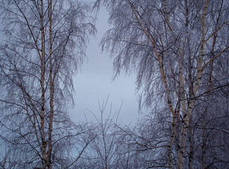 Fototapeta na wymiar Frozen trees on the blue sky
