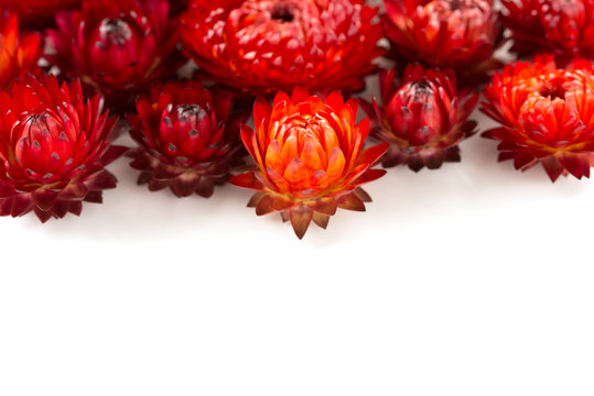 ムギワラギク Images Browse 99 Stock Photos Vectors And Video Adobe Stock