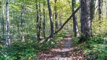 Path in forest. Hiking in forest near Sochi, Russia.
